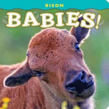 Board book Bison Babies! Book