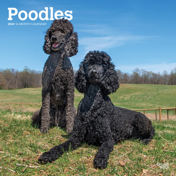 Calendar Poodles 2024 Square Book