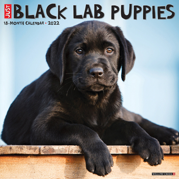 Calendar Just Black Lab Puppies 2022 Wall Calendar (Dog Breed) Book