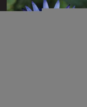 Paperback Developing Microservices with Node.js Book