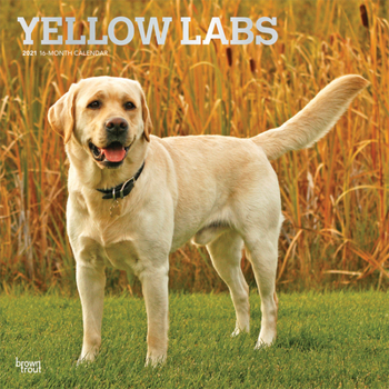 Calendar Labrador Retrievers, Yellow 2021 Square Foil Book