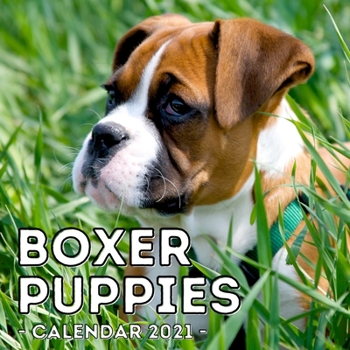 Paperback Boxer Puppies Calendar 2021: 16-Month Calendar, Cute Gift Idea For Boxer Dog Lovers Men & Women Book