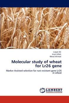 Paperback Molecular Study of Wheat for Lr26 Gene Book
