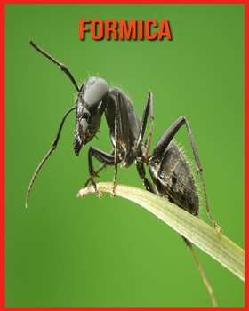Formica: Foto stupende e fatti divertenti Libro sui Formica per bambini