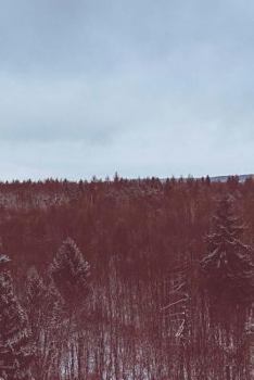 Paperback Forest Covered in Snow Notebook Book