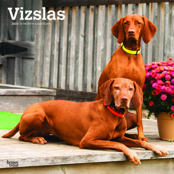 Calendar Vizslas 2023 Square Book