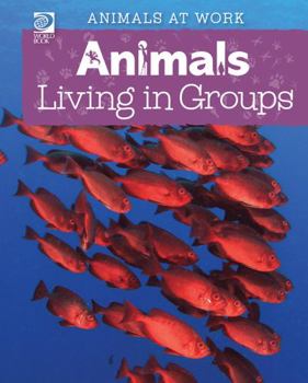 Paperback Animals Living in Groups Book