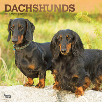 Calendar Dachshunds 2021 Square Foil Book
