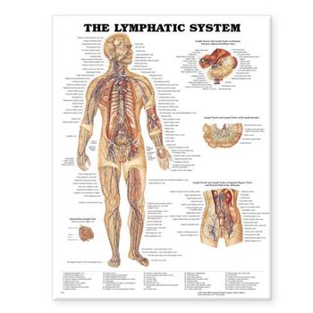 Hardcover The Lymphatic System Anatomical Chart Book