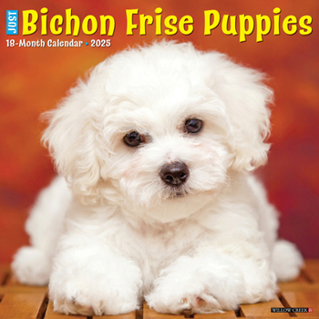 Calendar Just Bichon Frise Puppies 2025 12 X 12 Wall Calendar Book