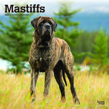 Calendar Mastiffs 2023 Square Book