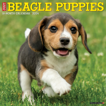 Calendar Just Beagle Puppies 2024 12 X 12 Wall Calendar Book