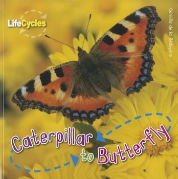 Paperback Caterpillar to Butterfly (Life Cycles) Book