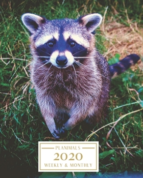 Paperback 2020: Weekly and Monthly Planner/Calendar Jan 2020 - Dec 2020 Cute Raccoon Book