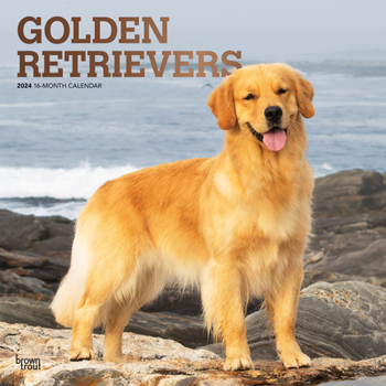 Calendar Golden Retrievers 2024 Square Foil Book