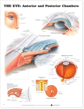 Hardcover The Eye: Anterior and Posterior Chambers Book