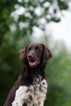 Paperback The Small Munsterlander Dog Journal: 150 page lined notebook/diary Book