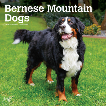 Calendar Bernese Mountain Dogs 2024 Square Book