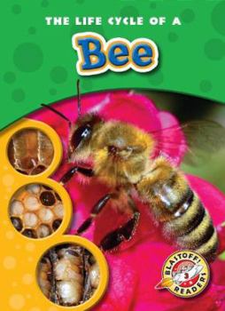 The Life Cycle of a Bee - Book  of the Life Cycles