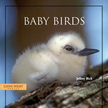 Baby Birds - Book  of the Look West