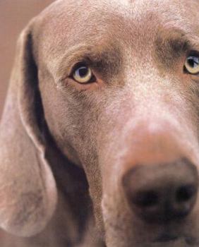 Hardcover William Wegman Polaroids Book