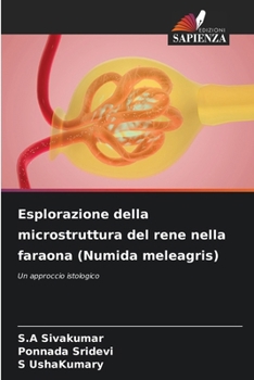 Esplorazione della microstruttura del rene nella faraona (Numida meleagris) (Italian Edition)