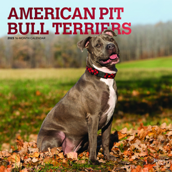 Calendar American Pit Bull Terriers 2023 Square Foil Book
