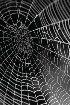 Paperback Spider Web: JOURNAL LOG DOODLE SKETCH DRAWING NOTE BOOK NO LINES UNRULED 6" x 9" 186 PAGES Book