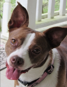 Paperback Composition Book: Dog Composition Book 8.5 x 11 Wide Ruled Line Paper with 200 pages (100 sheets) Book