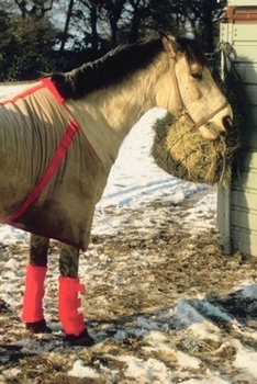 2020 Daily Planner Horse Photo Equine Blanketed Horse Winter 388 Pages: 2020 Planners Calendars Organizers Datebooks Appointment Books Agendas