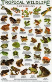 Pamphlet Peru Birds (Laminated Foldout Pocket Field Guide) (English and Spanish Edition) Book