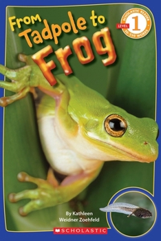 Paperback From Tadpole to Frog (Scholastic Reader, Level 1) Book