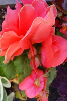 2020 Weekly Planner Pretty Color Summer Flowers 134 Pages: 2020 Planners Calendars Organizers Datebooks Appointment Books Agendas