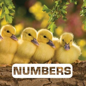 Board book Numbers Book