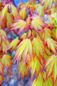 2020 Weekly Planner Spring Japanese Maple Leaves 134 Pages: 2020 Planners Calendars Organizers Datebooks Appointment Books Agendas