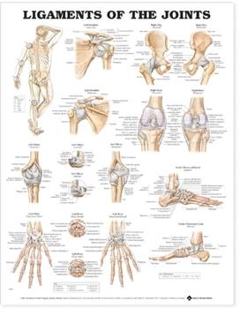 Wall Chart Ligaments of the Joints Anatomical Chart Book