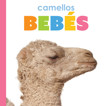 Library Binding Camellos Bebés: Spanish Edition [Spanish] Book