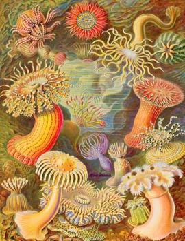 Spiral Notebook: Spiral Journal/ Notebook with Blank Pages - 100 Sheets, Cover Style, Haeckel Actiniae Notebook, Haeckel Actiniae, Size