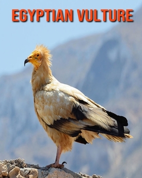 Paperback Egyptian Vulture: Amazing Photos & Fun Facts Book About Egyptian Vulture For Kids Book