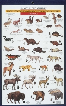 Cards Mac's Field Guides: Yellowstone Birds & Mammals Book