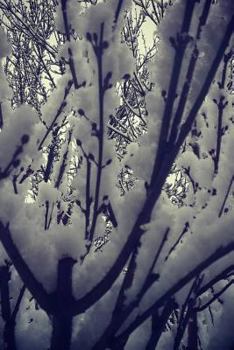 Paperback Wanderer Book