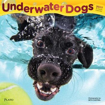 Underwater Dogs 2020 12 x 12 Inch Monthly Square Wall Calendar with Foil Stamped Cover by Plato, Pet Humor Puppy