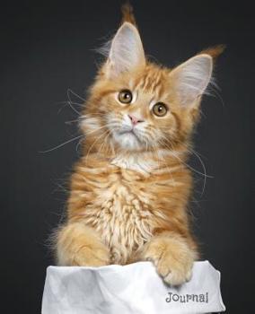 Paperback Journal: Ginger Maine Coon Kitten Notebook Book