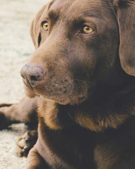 Paperback Chocolate Labrador Notebook: (8 X 10 Lined) Blank Notebook for Dog Lovers Book