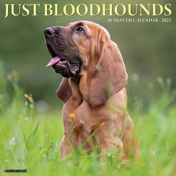 Calendar Just Bloodhounds 2025 12 X 12 Wall Calendar Book