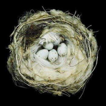 Hardcover Nests: Fifty Nests and the Birds That Built Them Book