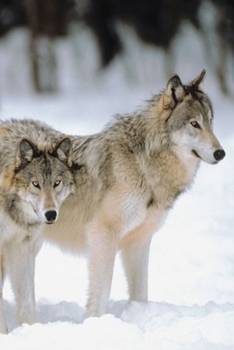 2020 Daily Planner Winter Theme Pretty Wolves 388 Pages: 2020 Planners Calendars Organizers Datebooks Appointment Books Agendas