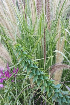 Paperback 2020 Weekly Planner Decorative Wild Grasses 134 Pages: 2020 Planners Calendars Organizers Datebooks Appointment Books Agendas Book