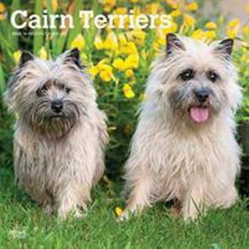 Cairn Terriers 2020 Calendar