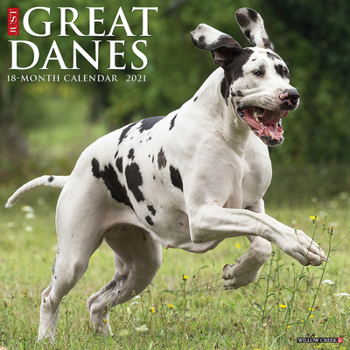Calendar Just Great Danes 2021 Wall Calendar (Dog Breed Calendar) Book